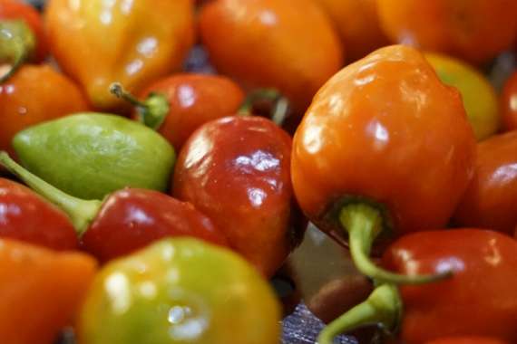 Dịch vụ in menu đẹp cho nhà hàng sang trọng ấn tượng